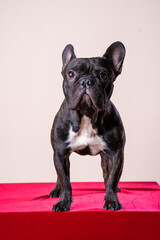 Close up studio portrait of a black French Bulldog puppy standing on red table and looking away from the camera