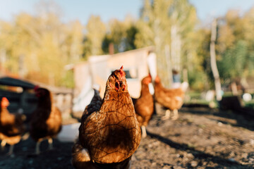 One chicken poses in front of a chicken coop on a natural farm. A lone hen is looking around the farm yard with chickens behind her. Sustainable lifestyle, organic farmer,