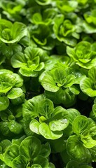 Healthy vibrant leafy lettuce flourishing abundantly in controlled greenhouse environment