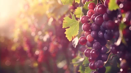 Deurstickers Red wine grapes on vine in summer vineyard © Nadim's Works
