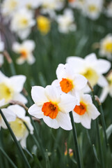 Obraz premium Close up of flowering daffodils