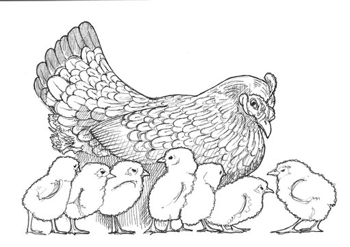 hen and chicks easter picture black and white draw sketch