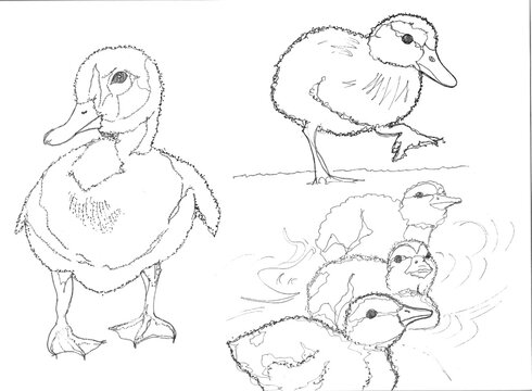 ducklings, black and white easter draw