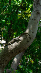 Big lizard in a tree in Koh Phi Phi