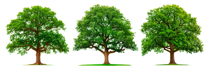Set of large trees with green leaves close-up isolated on a white or transparent background. Oak trees with summer foliage in summer or spring, side view. Branched summer tree isolate, design element.