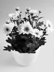 black and white image of a blooming chrysanthemum in a pot