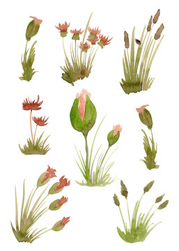 Wildflowers and plants in watercolor. Flower clip-art
