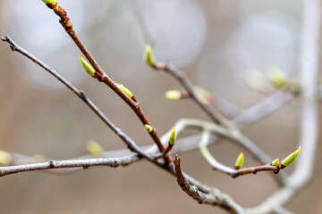 Blooming tree buds in spring.