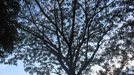 Blue sky, white clouds and magnificent trees