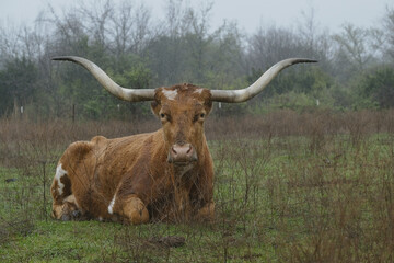 Wet fur of Texas longhorn cow during rain weather in farm field.