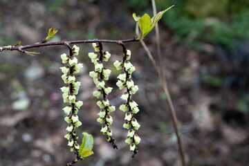 pendent bell shapped racemes of the stachyurus chinensis