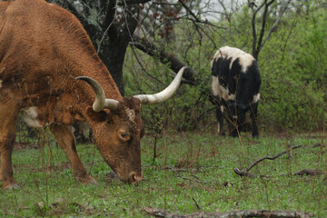 Texas longhorn cow grazing with cows in spring field on farm closeup.