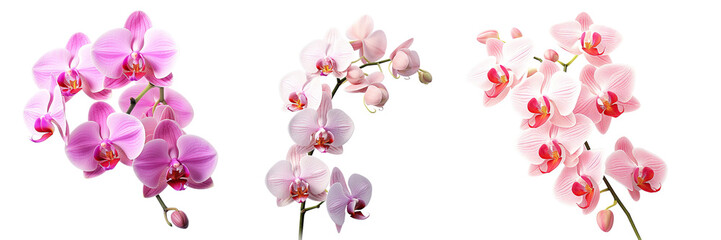 Naklejka na ściany i meble Collection of orchid flowers isolated on transparent or white background