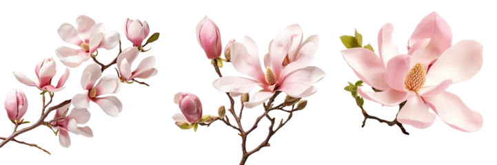 Zelfklevend Fotobehang Collection of magnolia flowers isolated on transparent or white background © Luckygraphics