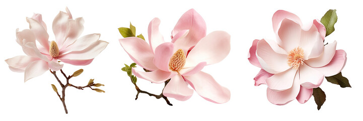 Collection of magnolia flowers isolated on transparent or white background