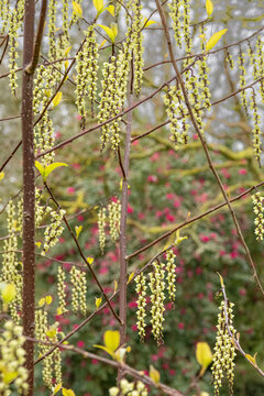 pendent racemes of the stachyurus chinensis on bare stems