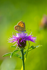 Sooty copper butterfly Lycaena tityrus pollinating