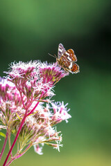 The map butterfly, araschnia levana, close-up portrait