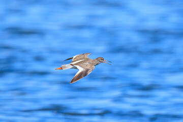 common redshank tringa totanus wader bird in flight