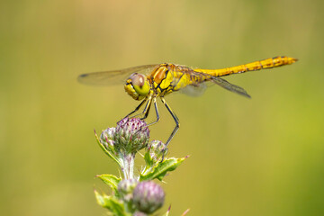 Vagrant darter female Sympetrum vulgatum