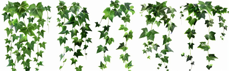 Lush green ivy vines with vibrant leaves isolated on a white background