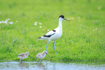 Pied Avocet, Recurvirostra avosetta,  parent and chick