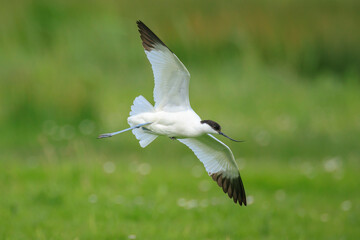 Obraz premium Pied Avocet, Recurvirostra avosetta, mating
