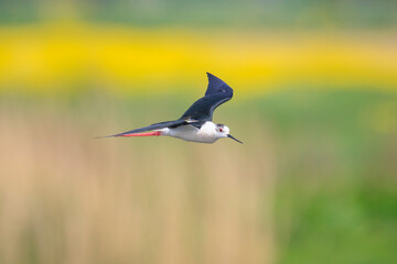 Black-necked stilt, Himantopus Himantopus, wader bird posing and foraging.