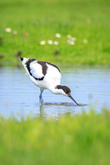 Pied Avocet, Recurvirostra avosetta, foraging
