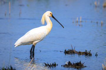 Closeup of a common spoonbill, Platalea leucorodia, foraging