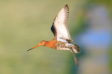 Black-tailed godwit Limosa Limosa in flight
