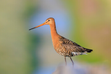Black-tailed godwit Limosa Limosa perched on a pole