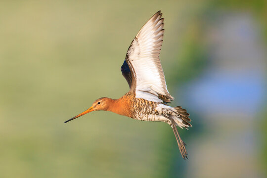 Black-tailed godwit Limosa Limosa in flight