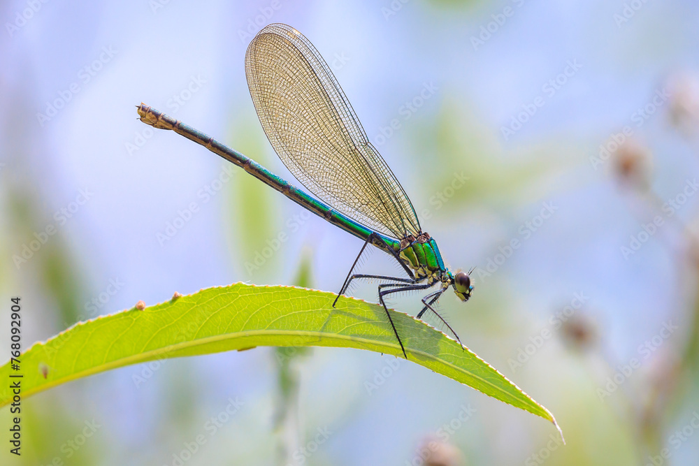 Wall mural Banded Demoiselle Calopteryx splendens damselfly female close-up