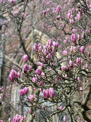close up of Magnolia tree in flower