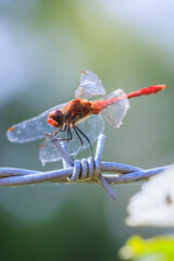 Sympetrum sanguineum Ruddy darter male dragonfly red colored body