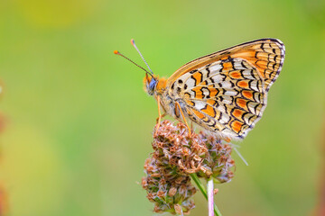 Obraz premium knapweed fritillary, Melitaea phoebe, butterfly resting and pollinating