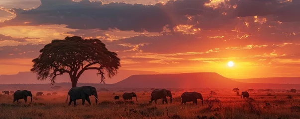 Fotobehang herd of elephants trekking across the African savanna under a breathtaking sunset © Daniela