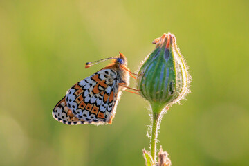 Glanville fritillary, melitaea cinxia, butterfly mating in a meadow