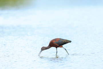 Glossy ibis, Plegadis falcinellus, wader bird in breeding plumage
