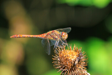 Common Darter Sympetrum striolatum male dragonfly