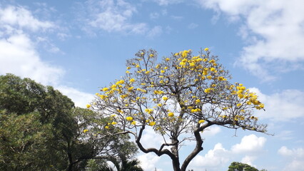 The sky is clear and the atmosphere is clear at a public park.