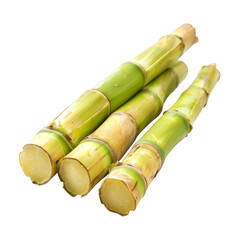 Three pieces of stalks green sugar cane from a Brazilian plantation and farming