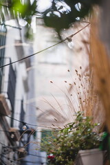 tree in the rain in Bitonto in Apulia, southern Italy	