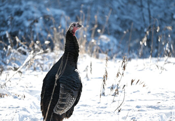 Wild Turkey in the Snow