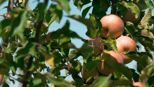 This stock video shows ripe apples on the branches of an apple tree in the garden on a sunny summer day. This video will decorate your projects related to nature, gardens, gardening, apples, agricultu