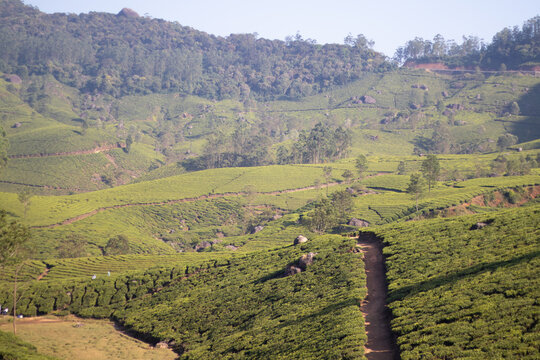 Road for the tea estate