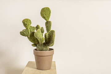Opuntia: generic name that comes from the Greek used by Pliny the Elder for a plant that grew...