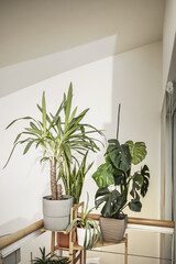 A mix of various decorative indoor plants on a wooden shelf