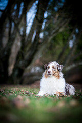 Australian shepherd dog outside in beautiful park outside